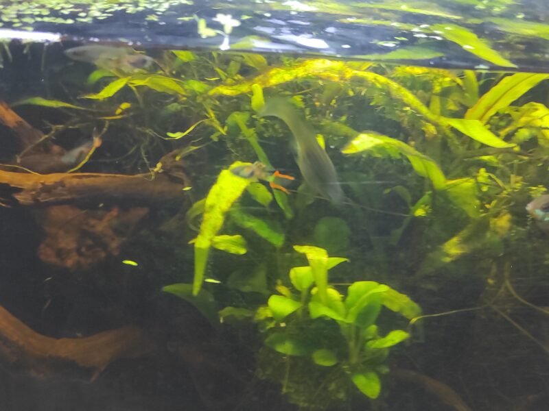 Guppy endler