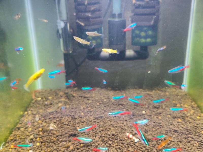 neon et guppys endler