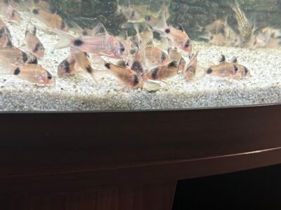 Vend corydoras panda