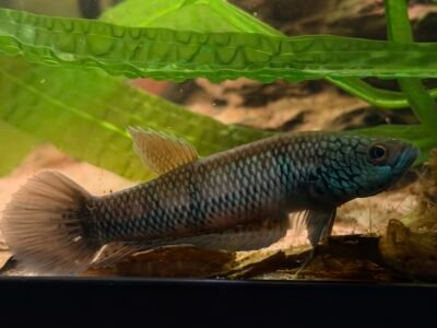 Juvénile betta pallifina