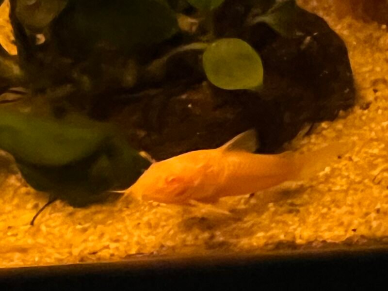 Banc de 5 corydoras albinos