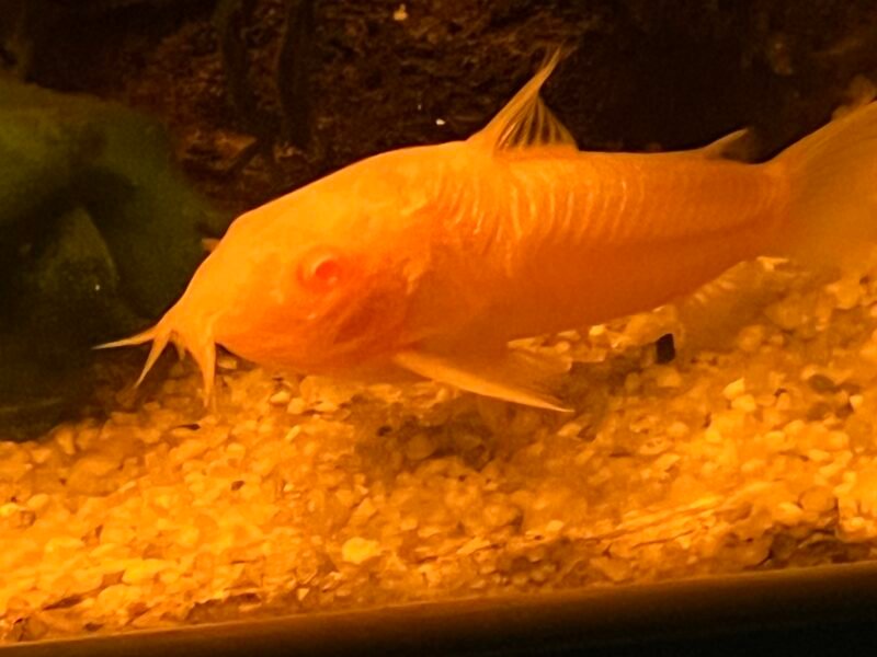 Banc de 5 corydoras albinos