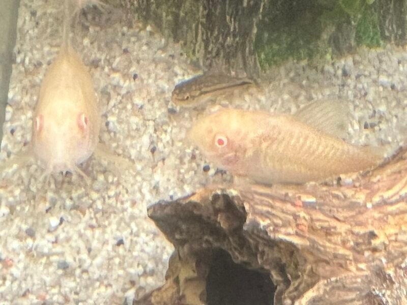 Banc de 5 corydoras albinos