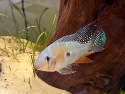Acaricthys heckelii