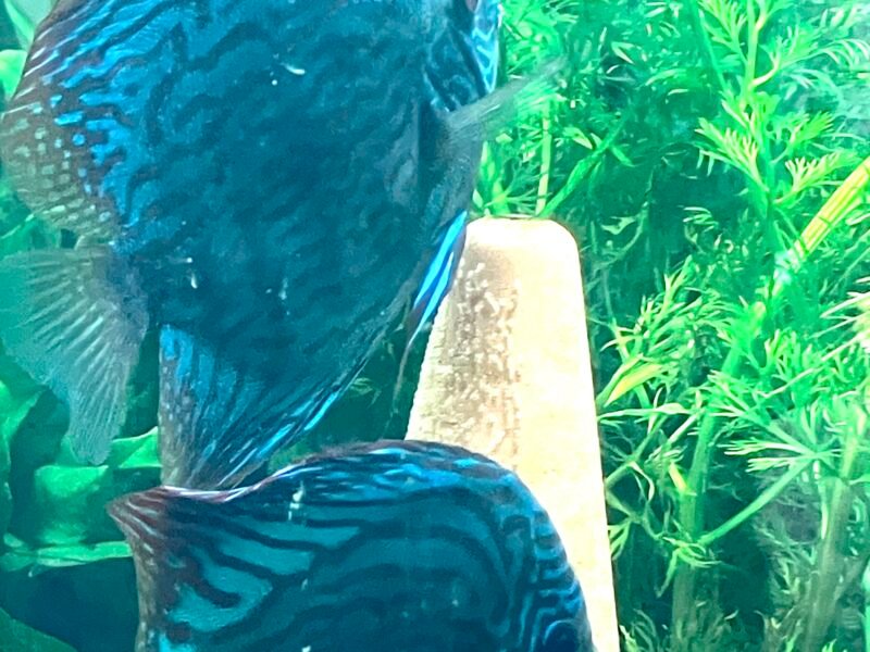 discus royal bleu