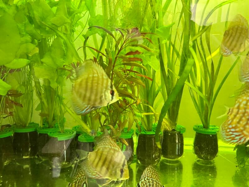 discus royal bleu