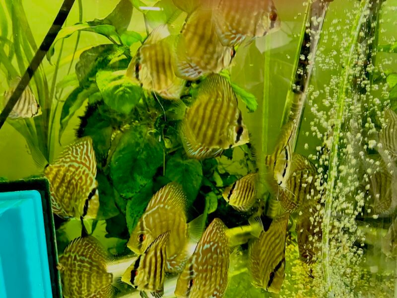 discus royal bleu