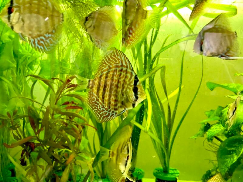 discus royal bleu