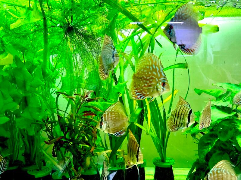discus royal bleu