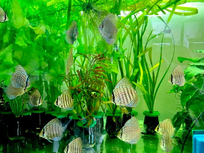 discus royal bleu