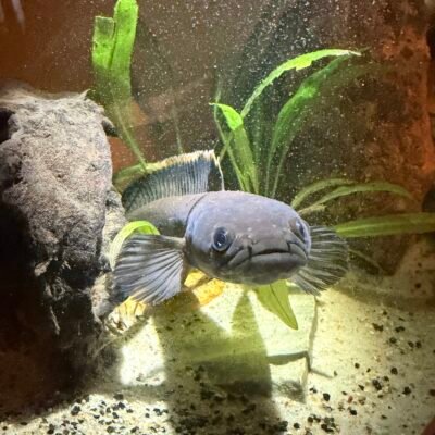 betta31