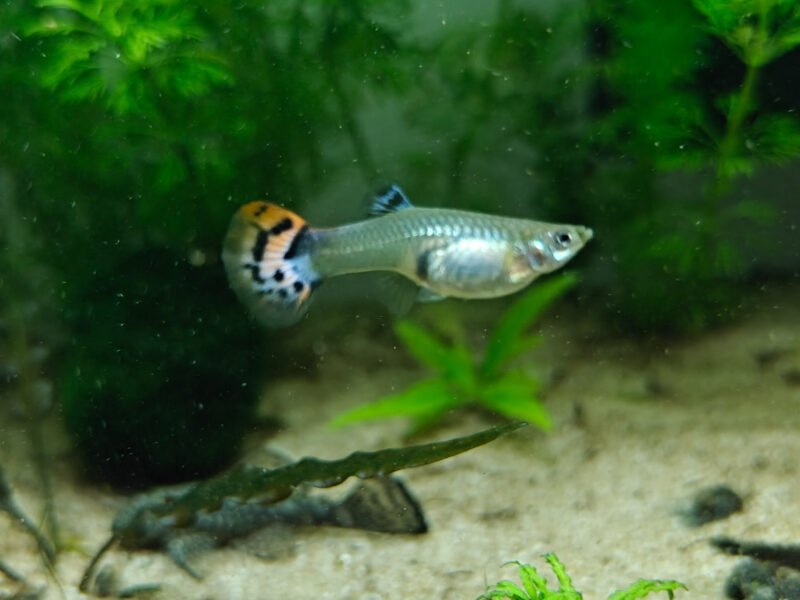 Femelles Guppys très colorées (1 € l'unité / 2 € le lot de 4)