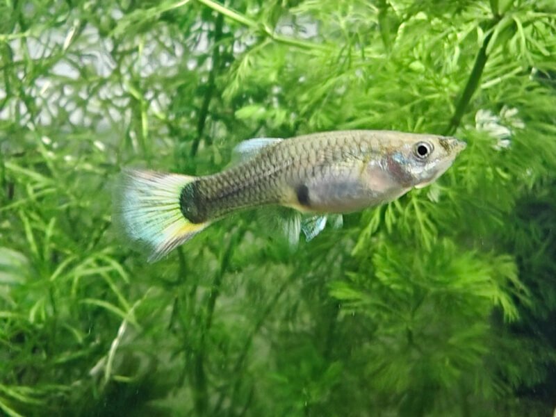 Femelles Guppys très colorées (1 € l'unité / 2 € le lot de 4)