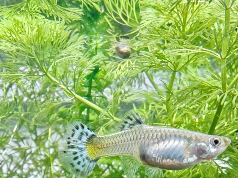 Femelles Guppys très colorées (1 € l'unité / 2 € le lot de 4)
